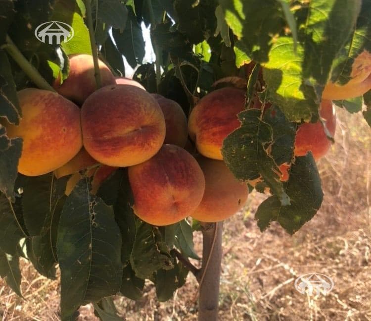 Հողատարածք · գ. Կողբավան