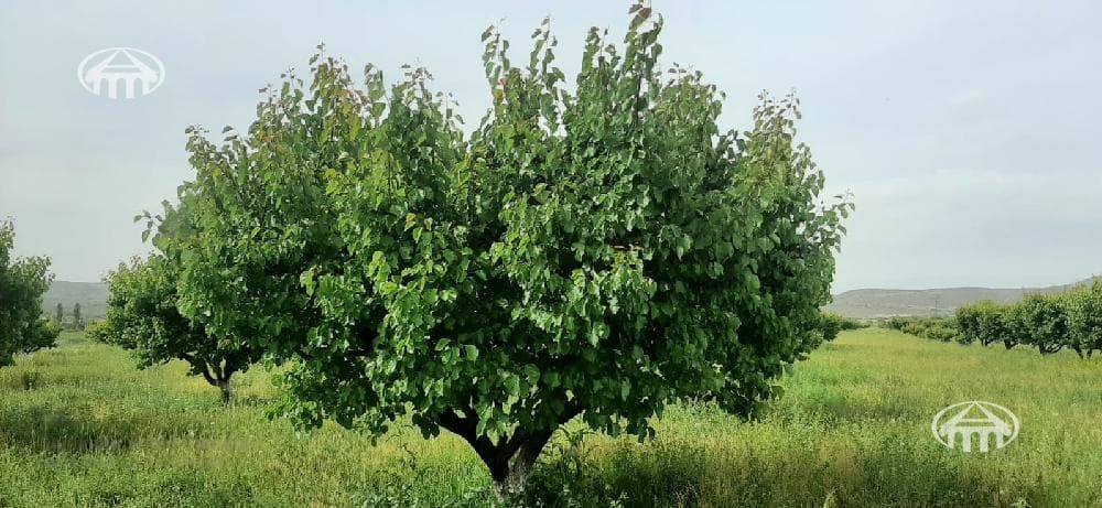 Land · 39,570 m² · Lusakn