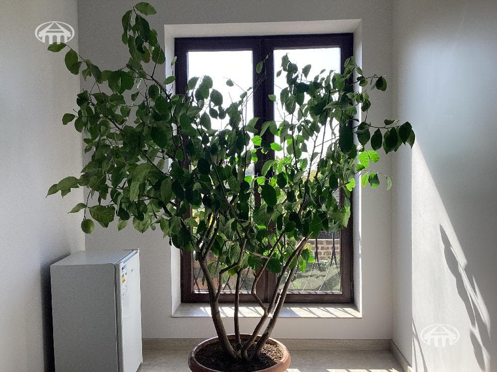 House · 7 rooms · 336 m² · Nork-Marash