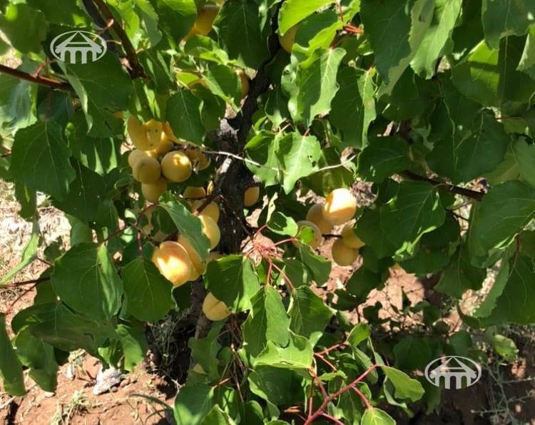 Հողատարածք · գ. Կողբավան