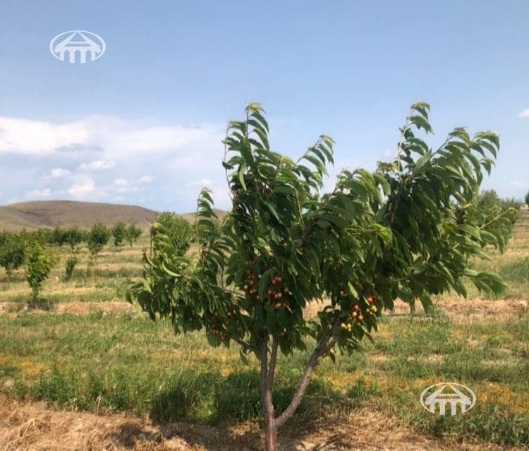 Հողատարածք · գ. Կողբավան
