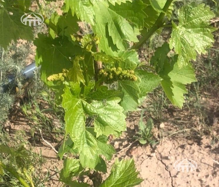 Հողատարածք · գ. Կողբավան