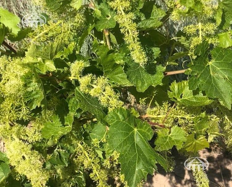 Հողատարածք · գ. Կողբավան